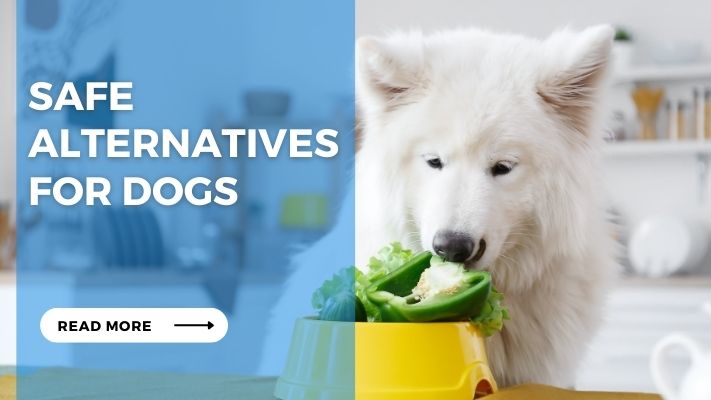 Safe Alternatives for Dogs