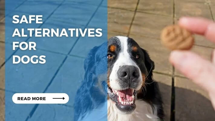 Safe Alternatives for Dogs