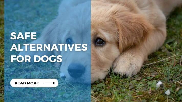 Safe Alternatives for Dogs