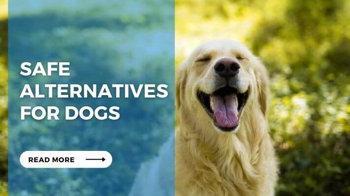 Safe Alternatives for Dogs