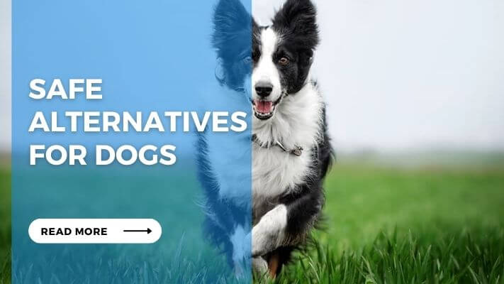 Safe Alternatives for Dogs