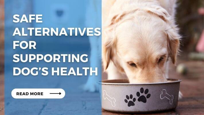 Safe Alternatives for Supporting Dog’s Health