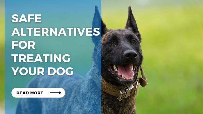 Safe Alternatives for Treating Your Dog