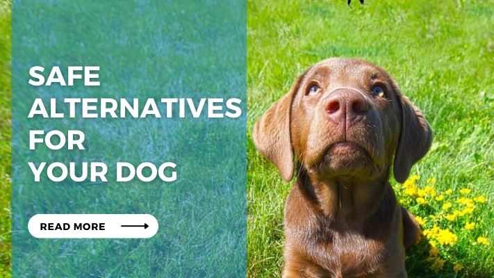 Safe Alternatives for Your Dog