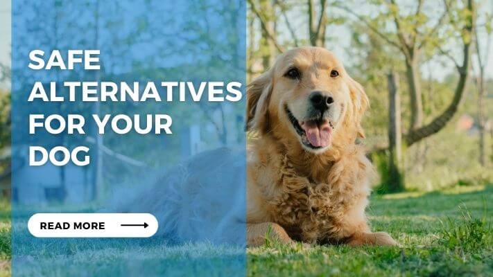 Safe Alternatives for Your Dog