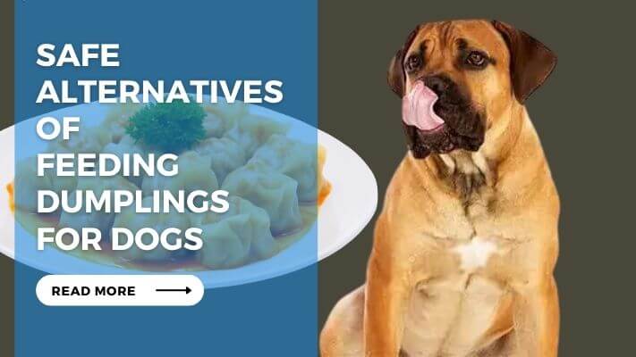 Safe Alternatives of Feeding Dumplings for Dogs