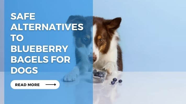 Safe Alternatives to Blueberry Bagels for Dogs