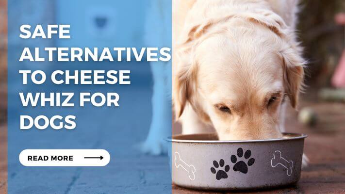 Safe Alternatives to Cheese Whiz for Dogs