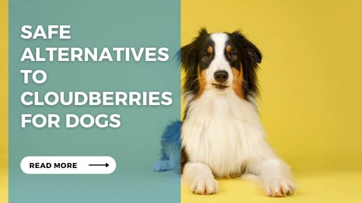 Safe Alternatives to Cloudberries for Dogs