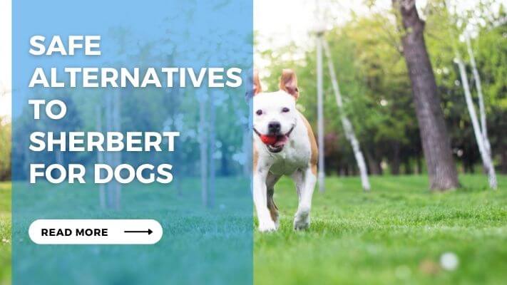 Safe Alternatives to Sherbert for Dogs