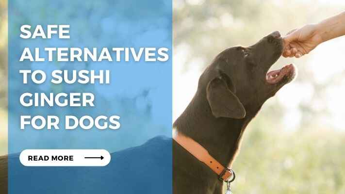 Safe Alternatives to Sushi Ginger for Dogs