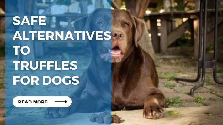 Safe Alternatives to Truffles for Dogs