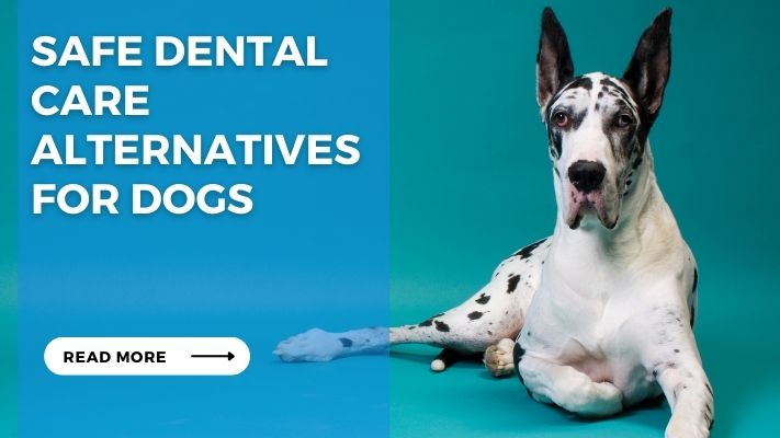 Safe Dental Care Alternatives for Dogs