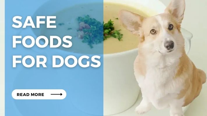 Safe  Foods  for Dogs