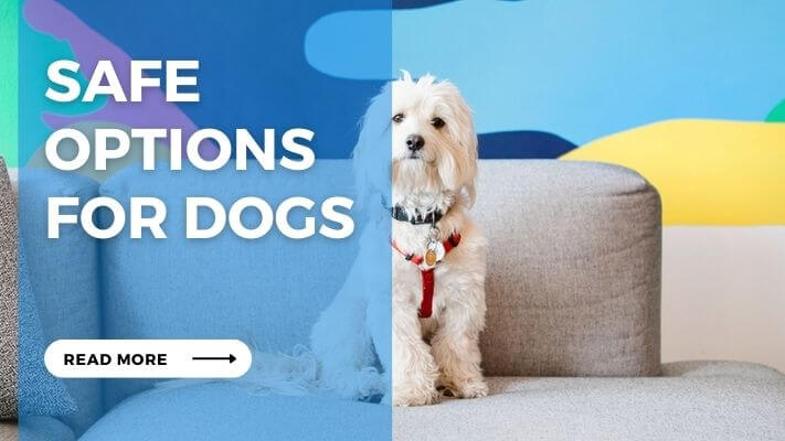 Safe Options for Dogs