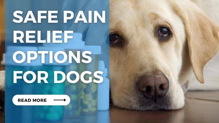 Safe Pain Relief Options  for Dogs