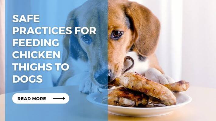 Safe Practices for Feeding Chicken Thighs to Dogs