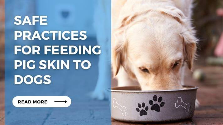 Safe Practices for Feeding Pig Skin to Dogs