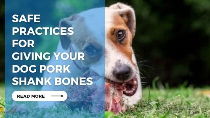 Safe Practices for Giving Your Dog Pork Shank Bones