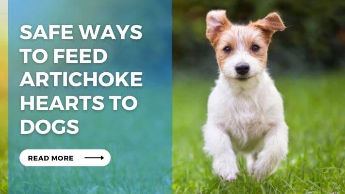 Safe Ways to Feed Artichoke Hearts to Dogs