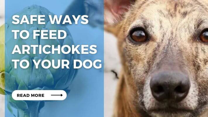 Safe Ways to Feed Artichokes to Your Dog