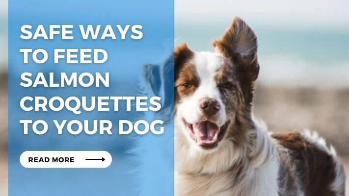 Safe Ways to Feed Salmon Croquettes to Your Dog