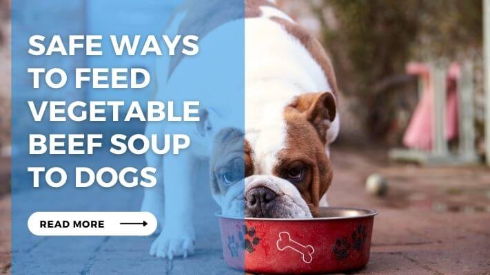 Safe Ways to Feed Vegetable Beef Soup to Dogs