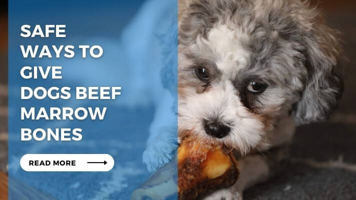 Safe Ways to Give Dogs Beef Marrow Bones