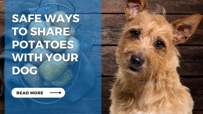 Safe Ways to Share Potatoes with Your Dog