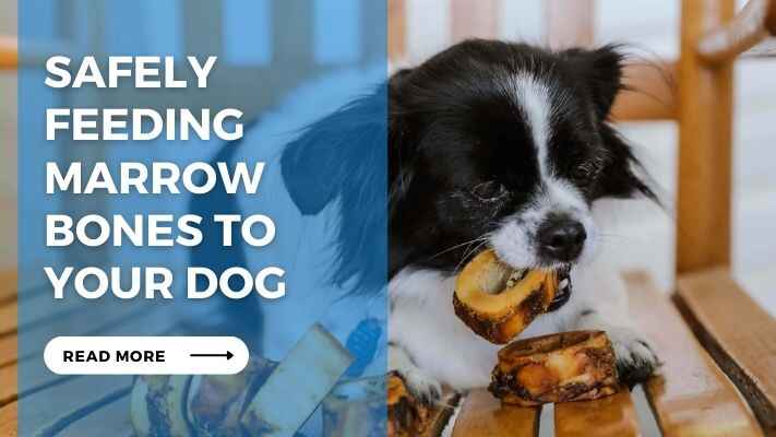 Safely Feeding Marrow Bones to Your Dog