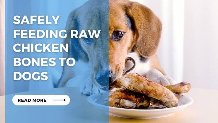 Safely Feeding Raw Chicken Bones to Dogs