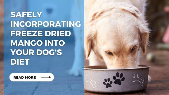 Safely Incorporating Freeze Dried Mango into Your Dog’s Diet