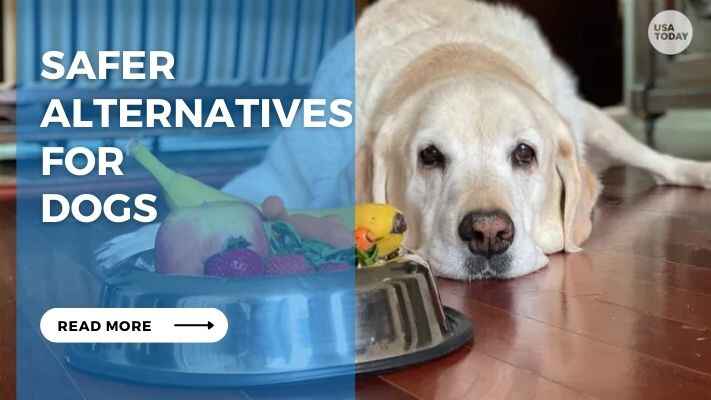 Safer Alternatives for Dog