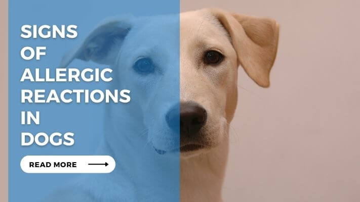 Signs of Allergic Reactions in Dogs