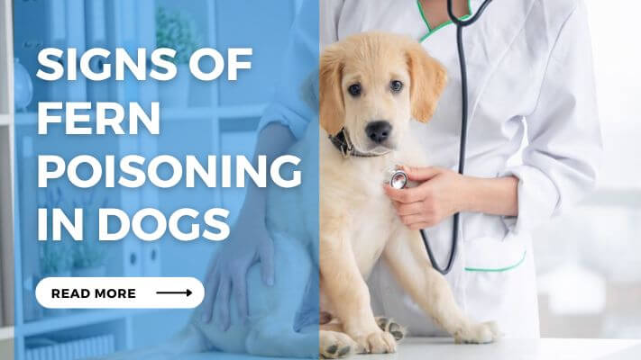 Signs of Fern Poisoning in Dogs