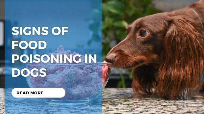 Signs of Food Poisoning in Dogs