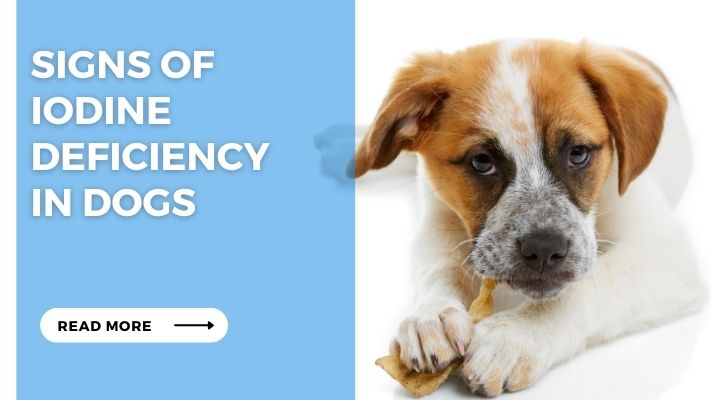 Signs of Iodine Deficiency in Dogs