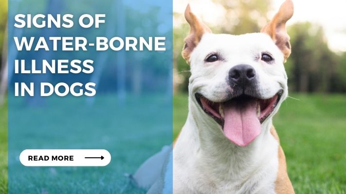 Signs of Water-Borne Illness in Dogs