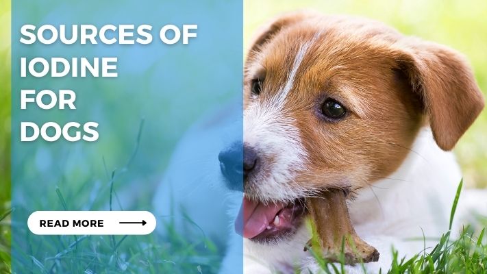 Sources of Iodine for Dogs