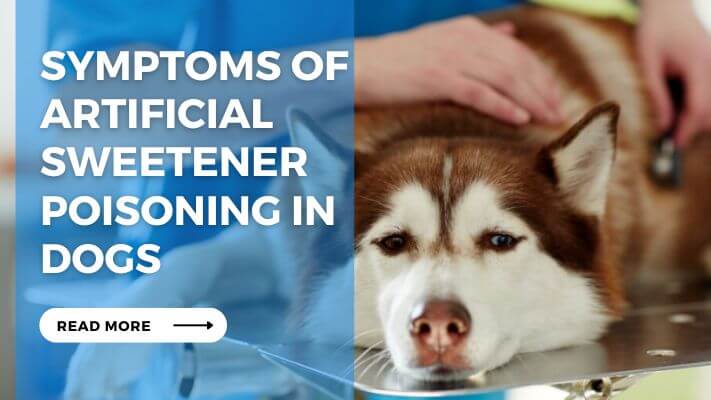 Symptoms of Artificial Sweetener Poisoning in Dogs