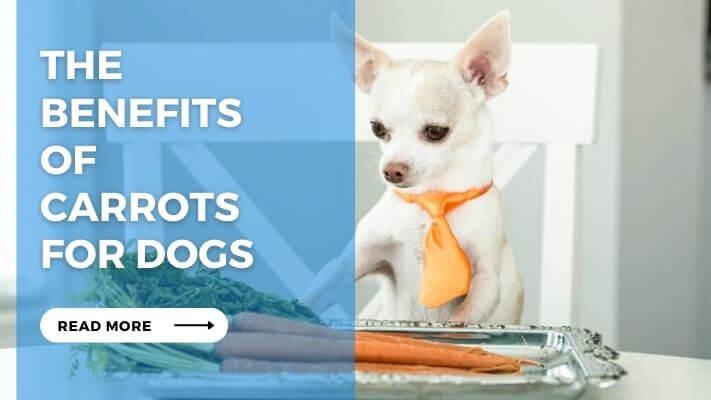 The Benefits of Carrots for Dogs