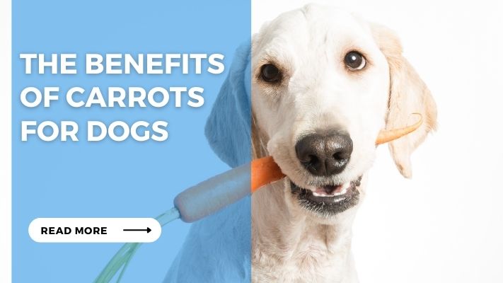 The Benefits of Carrots for Dogs