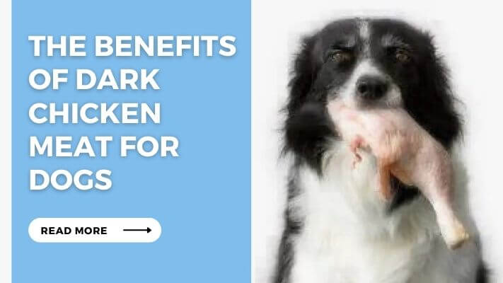 The Benefits of Dark Chicken Meat for Dogs