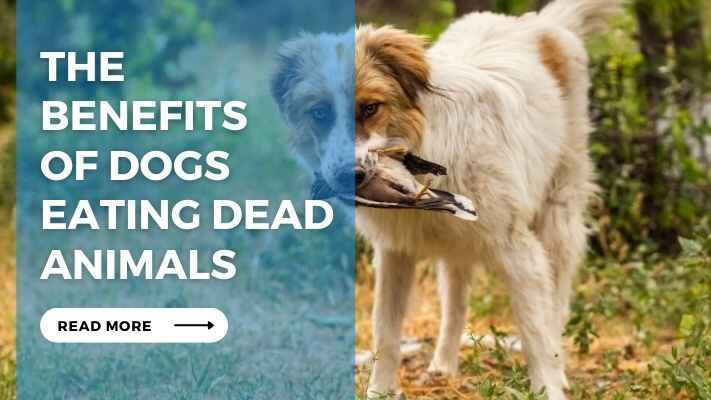 The Benefits of Dogs Eating Dead Animals