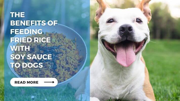 The Benefits of Feeding Fried Rice with Soy Sauce to Dogs