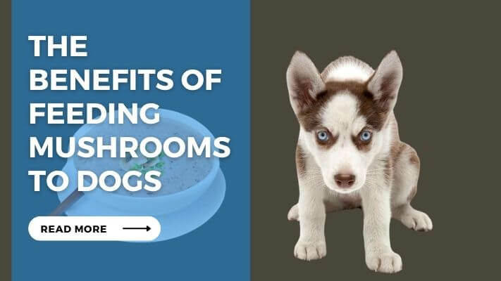 The Benefits of Feeding Mushrooms to Dogs