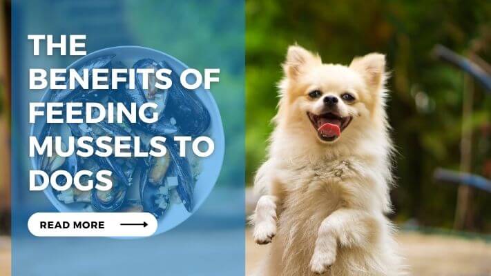 The Benefits of Feeding Mussels to Dogs