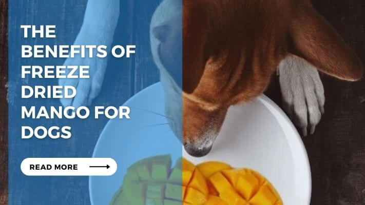 The Benefits of Freeze Dried Mango for Dogs