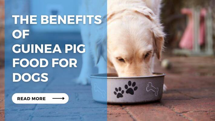 The Benefits of Guinea Pig Food for Dogs