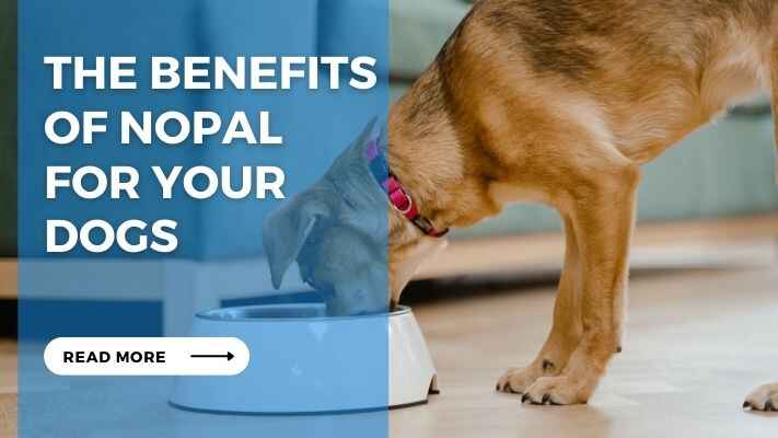 The Benefits of Nopal for Your Dogs